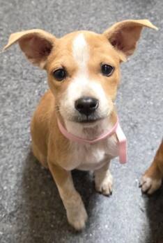 Emory -  Pit Bull Terrier and Mixed Breed Dog for Adoption in Roseville, California - Emory | PetCurious