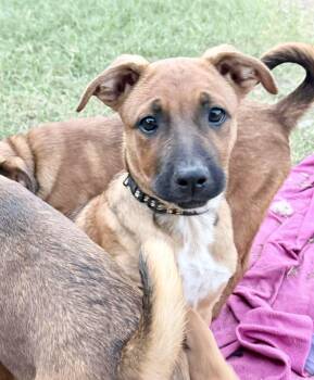 Labrador Retriever and Shepherd Dogs Available for Adoption - Dama | PetCurious