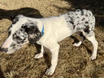 Catahoula Leopard Dog and Border Collie Dogs Available for Adoption - Rhett | PetCurious