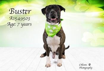 BUSTER -  Boxer and Mixed Breed Dog for Adoption in Thousand Palms, California - BUSTER | PetCurious