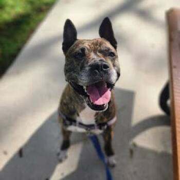 Rescue Mixed Breed Dogs for Adoption in West Palm Beach, Florida - Ernest Hemmingway | PetCurious