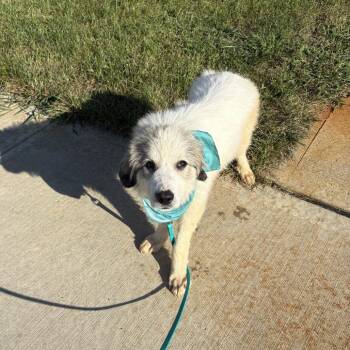 Cordelia -  Mixed Breed Dog for Adoption in Canal Winchester, Ohio - Cordelia | PetCurious