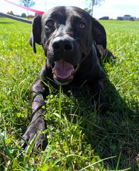 Annette -  Labrador Retriever Dog for Adoption in Valparaiso, Indiana - Annette | PetCurious