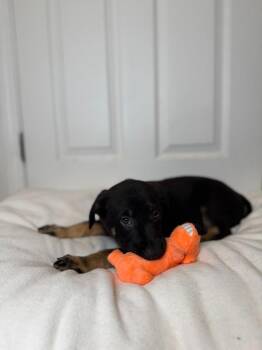 German Shepherd Dog and Mixed Breed Dogs Available for Adoption in Minneapolis, Minnesota - Flounder | PetCurious