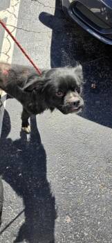Nc3c -  Pekingese Dog for Adoption in Lawrenceville, Georgia - Nc3c | PetCurious