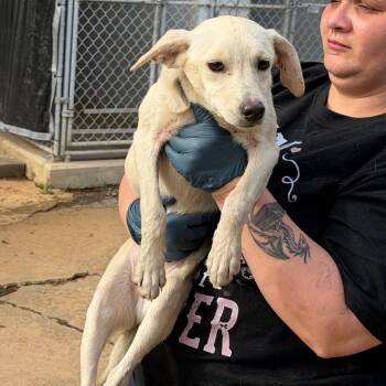 Mixed Breed Dogs Available for Adoption in Denison, Texas - Ivory | PetCurious