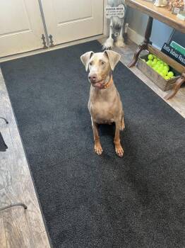 Copper -  Doberman Pinscher Dog for Adoption in Plymouth, Michigan - Copper | PetCurious