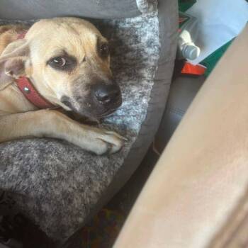Sprout -  Mixed Breed Dog for Adoption in Frederiksted, St. Croix - Sprout | PetCurious