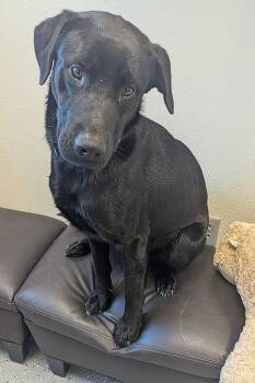 Labrador Retriever and Shepherd Dogs Available for Adoption in Yankton, South Dakota - Bode | PetCurious