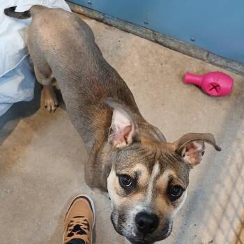 Pit Bull Terrier Dogs Available for Adoption - Molly | PetCurious