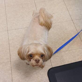 Lola -  Shih Tzu Dog for Adoption in Lexington, Kentucky - Lola | PetCurious