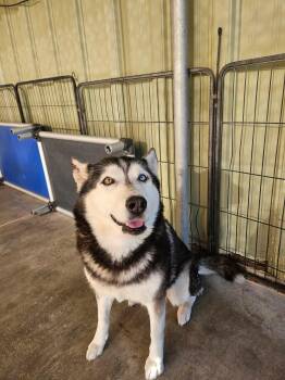 Shayla -  Husky Dog for Adoption in El Centro, California - Shayla | PetCurious