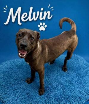 Melvin -  Labrador Retriever and Terrier Dog for Adoption in Seagoville, Texas - Melvin | PetCurious