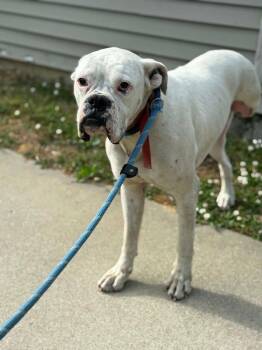 Boxer Dogs Available for Adoption in Monticello, New York - Pookie | PetCurious