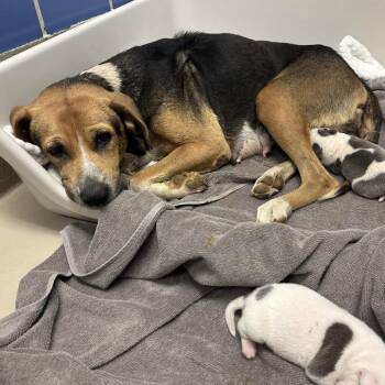 Mabry_Pup 2 -  Hound Dog for Adoption in Austin, Texas - Mabry_Pup 2 | PetCurious