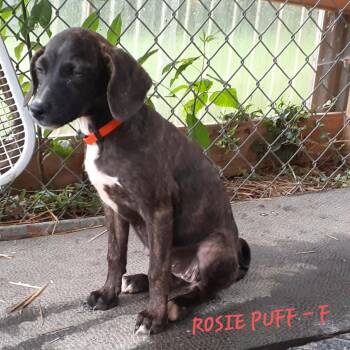 Rosie Puff (3mo, 20lbs) -  Hound Dog for Adoption in Hinton, West Virginia - Rosie Puff (3mo, 20lbs) | PetCurious