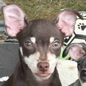Bourbon -  Chihuahua Dog for Adoption in Hudson, Illinois - Bourbon | PetCurious