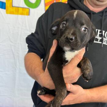 Waylon -  Labrador Retriever and Australian Shepherd Dog for Adoption in Normal, Illinois - Waylon | PetCurious
