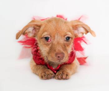 Chihuahua and Terrier Dogs Available for Adoption - Ruby | PetCurious