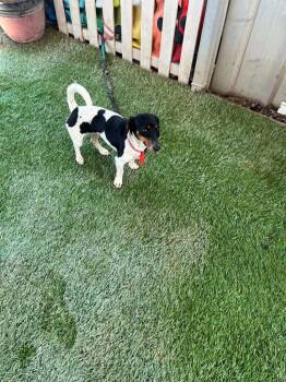 Luna -  Dachshund and Terrier Dog for Adoption in Newman, California - Luna | PetCurious