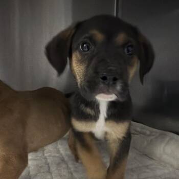 Mixed Breed Dogs Available for Adoption in Savannah, Georgia - Bowser Wedding | PetCurious