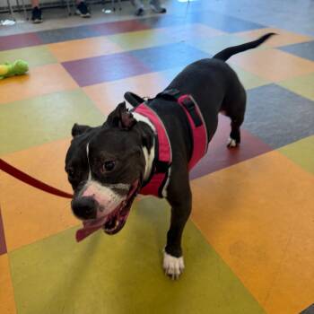 Thelma -  Mixed Breed Dog for Adoption in Philadelphia, Pennsylvania - Thelma | PetCurious