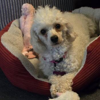Cherry Blossom -  Poodle Dog for Adoption in Minneapolis, Minnesota - Cherry Blossom | PetCurious