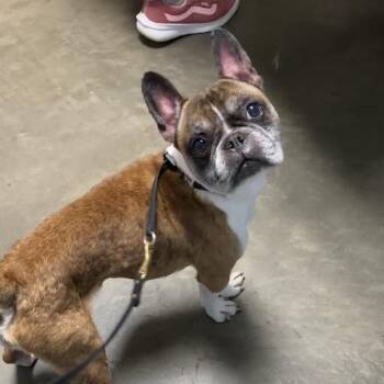 Major -  French Bulldog and Mixed Breed Dog for Adoption in Dekalb, Illinois - Major | PetCurious