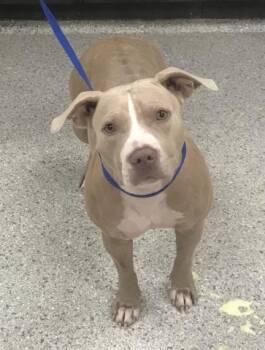 HAZEL -  Pit Bull Terrier and Mixed Breed Dog for Adoption in Conroe, Texas - HAZEL | PetCurious