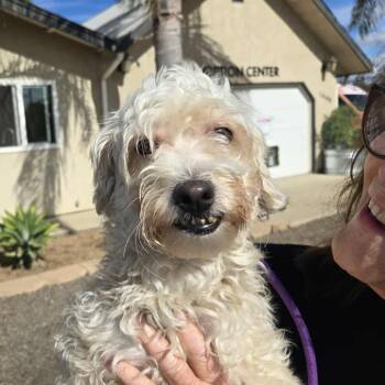 Rescue Maltese Dogs for Adoption in Ramona, California - Cabot (fka Teddy) | PetCurious