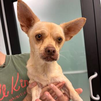 Bear -  Chihuahua and Mixed Breed Dog for Adoption in Abilene, Texas - Bear | PetCurious