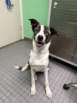 Catahoula Leopard Dog and Mixed Breed Dogs Available for Adoption in Killeen, Texas - LOUIE THE GATOR | PetCurious