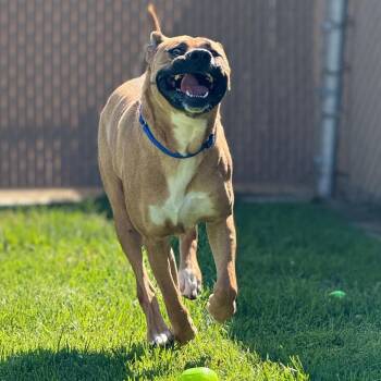 Dino -  Boerboel Dog for Adoption in Goleta, California - Dino | PetCurious