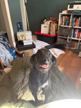 Champ -  Labrador Retriever Dog for Adoption in Grand Forks, North Dakota - Champ | PetCurious