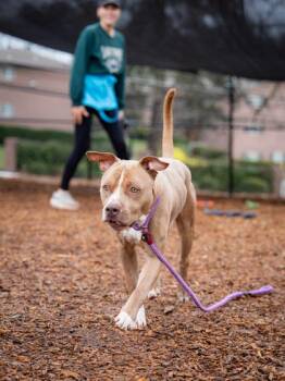 Mixed Breed Dogs Available for Adoption in Chamblee, Georgia - Sirocco | PetCurious