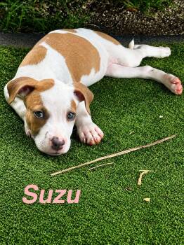Suzu -  American Staffordshire Terrier Dog for Adoption in Jefferson, New Jersey - Suzu | PetCurious