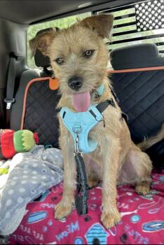 Graham -  Terrier Dog for Adoption in Huntingtown, Maryland - Graham | PetCurious