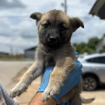 Emmy Demmy Dom -  Husky Dog for Adoption in Columbia, South Carolina - Emmy Demmy Dom | PetCurious