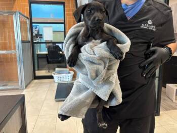 UVA -  Labrador Retriever and Mixed Breed Dog for Adoption in Rowlett, Texas - UVA | PetCurious