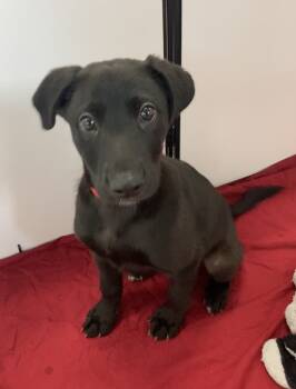 Rescue Mixed Breed Dogs for Adoption in Milpitas, California - Sambuca | PetCurious