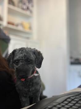 Poodle Dogs Available for Adoption - Smokey | PetCurious