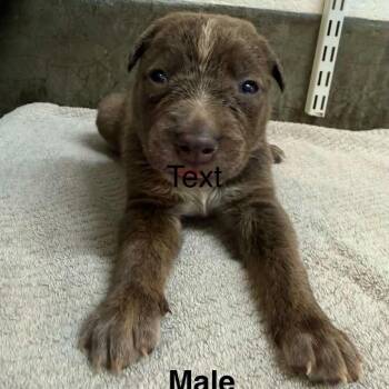Mack -  Mixed Breed Dog for Adoption in Mocksville, North Carolina - Mack | PetCurious