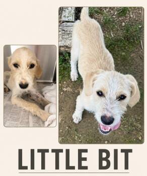 Little Bit (foster to adopt) -  Border Terrier and Poodle Dog for Adoption - Little Bit (foster To Adopt) | PetCurious