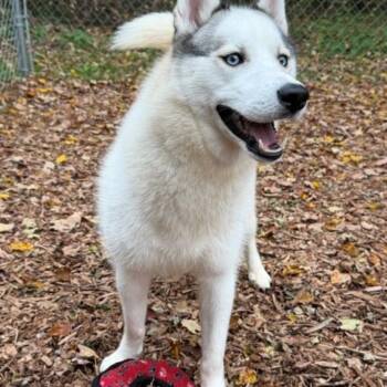 Liam -  Siberian Husky Dog for Adoption in East Hartford, Connecticut - Liam | PetCurious