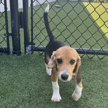 ZOEY 5983 -  Beagle Dog for Adoption in Loxahatchee Groves, Florida - ZOEY 5983 | PetCurious
