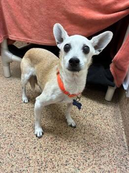 PANCHO -  Chihuahua and Mixed Breed Dog for Adoption in Springfield, Massachusetts - PANCHO | PetCurious