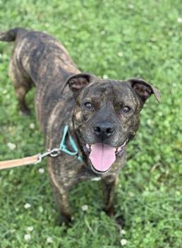 Rescue Pit Bull Terrier Dogs for Adoption in Evansville, Indiana - Lokie | PetCurious