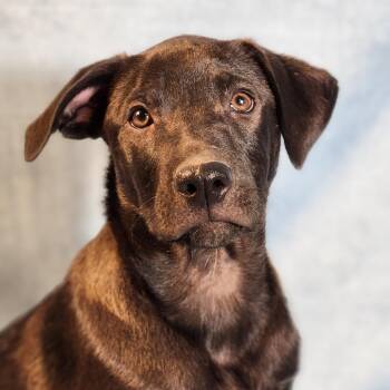 Rescue Shepherd and Mixed Breed Dogs for Adoption in Austin, Texas - Zuca AL | PetCurious