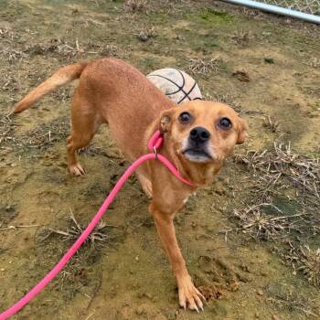 Stella 121203 -  Chihuahua and Mixed Breed Dog Available for Adoption in Amory, Mississippi - Stella 121203 | PetCurious