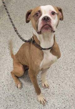 Monarch -  Pit Bull Terrier and Mixed Breed Dog for Adoption in Kansas City, Missouri - Monarch | PetCurious